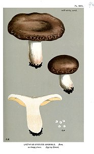 Lactarius umbrinus-Cooke