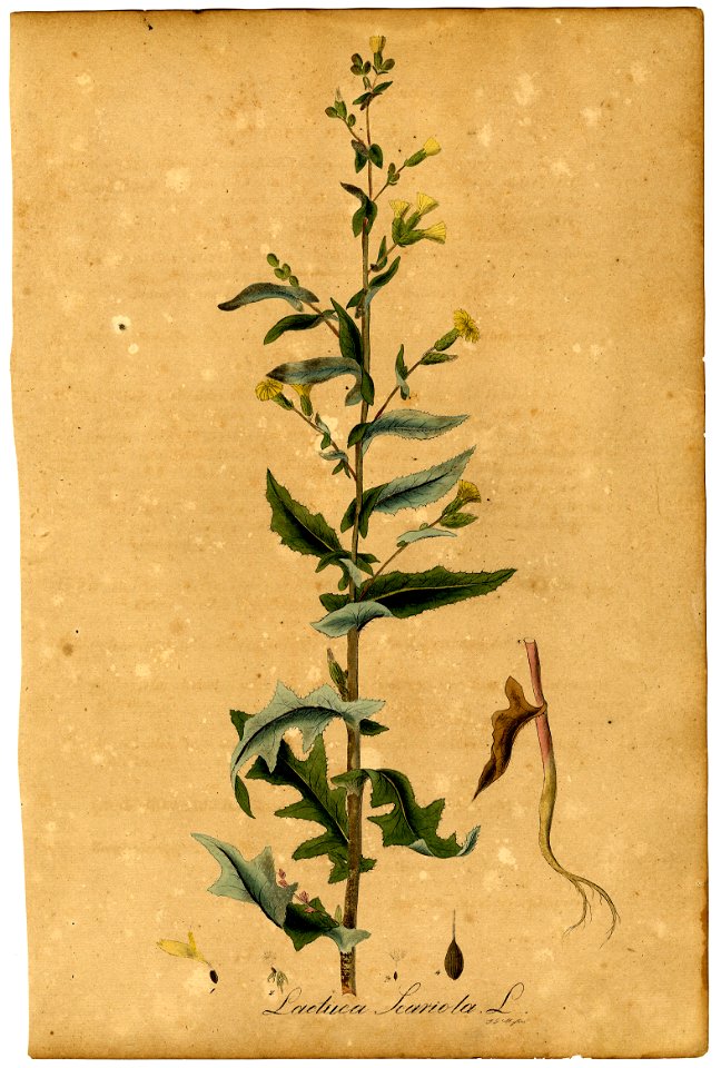 Lactuca serriola Mann