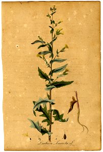 Lactuca serriola Mann
