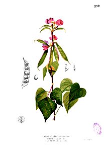 Lablab purpureus Blanco2.292