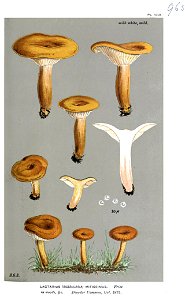 Lactarius mitissimus-Cooke
