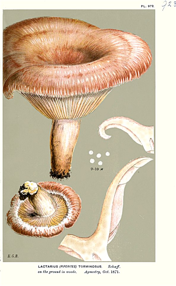 Lactarius torminosus-Cooke