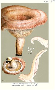 Lactarius torminosus-Cooke