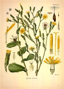 Lactuca virosa - 001x
