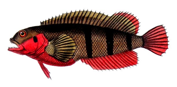 Labrisomus nuchipinnis Castelnau