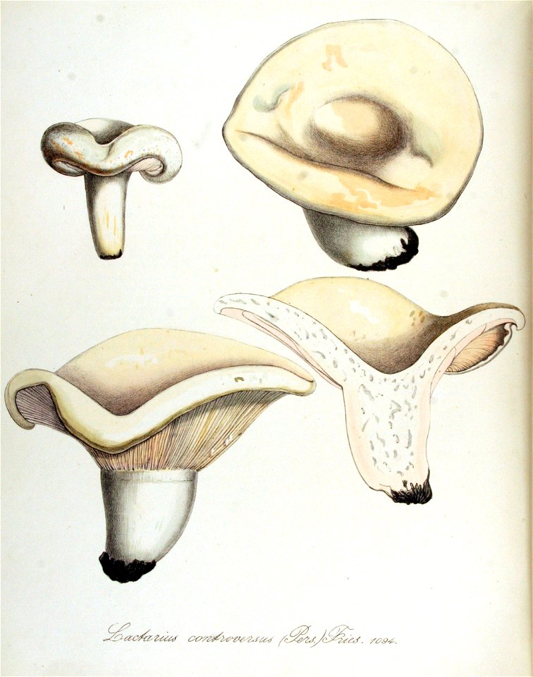 Lactarius controversus — Flora Batava — Volume v14