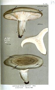 Lactarius blennius-Cooke