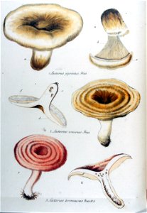 Lactarius piperatus — Flora Batava — Volume v11