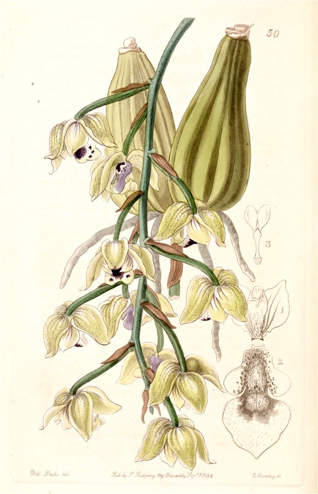 Lacaena bicolor - Edwards vol 30 (NS 7) pl 50 (1844)