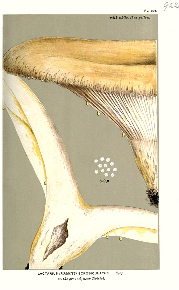 Lactarius scrobiculatus-Cooke