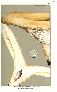Lactarius scrobiculatus-Cooke