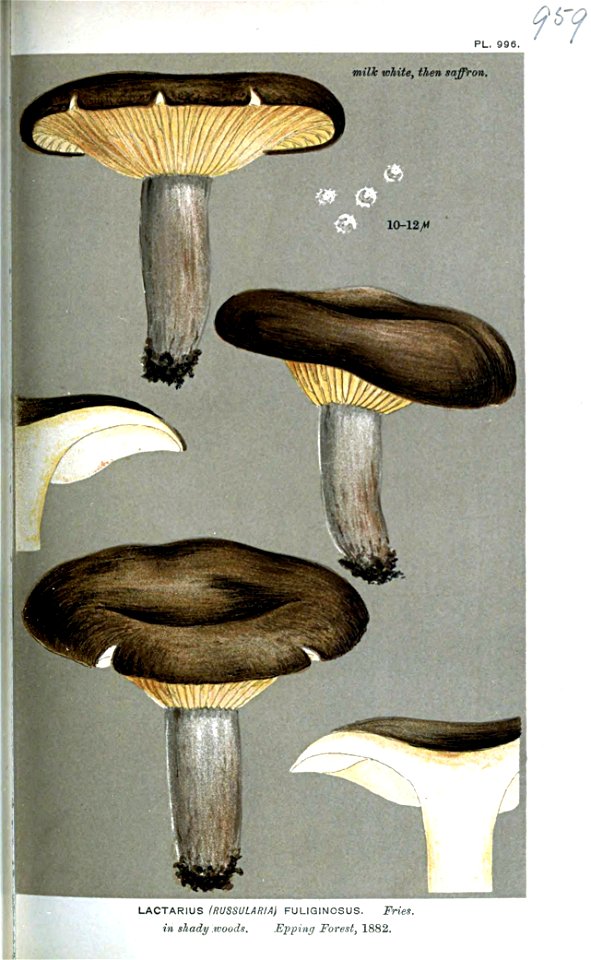 Lactarius fuliginosus-Cooke