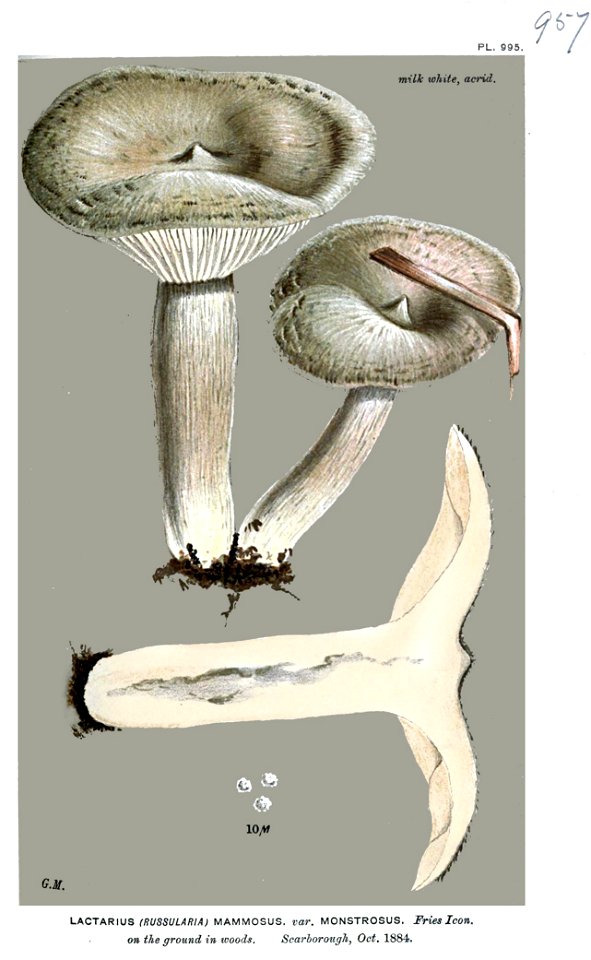 Lactarius mammosus var. monstrosus-Cooke