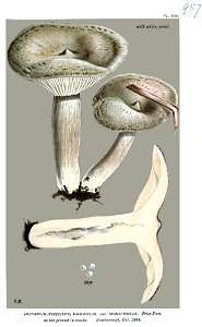 Lactarius mammosus var. monstrosus-Cooke