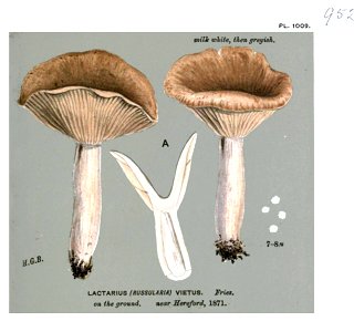 Lactarius vietus-Cooke