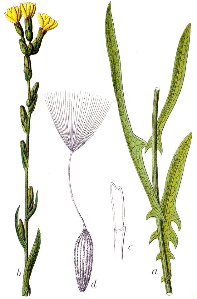Lactuca saligna Sturm46