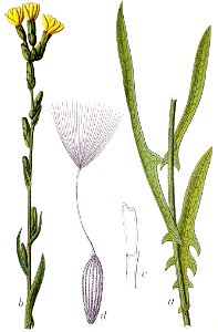 Lactuca saligna Sturm46