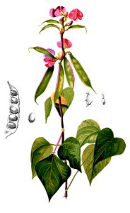 Lablab purpureus Blanco2.292-cropped
