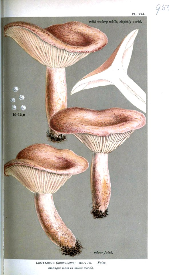 Lactarius helvus-Cooke