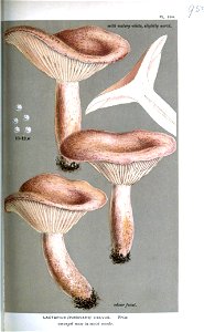 Lactarius helvus-Cooke