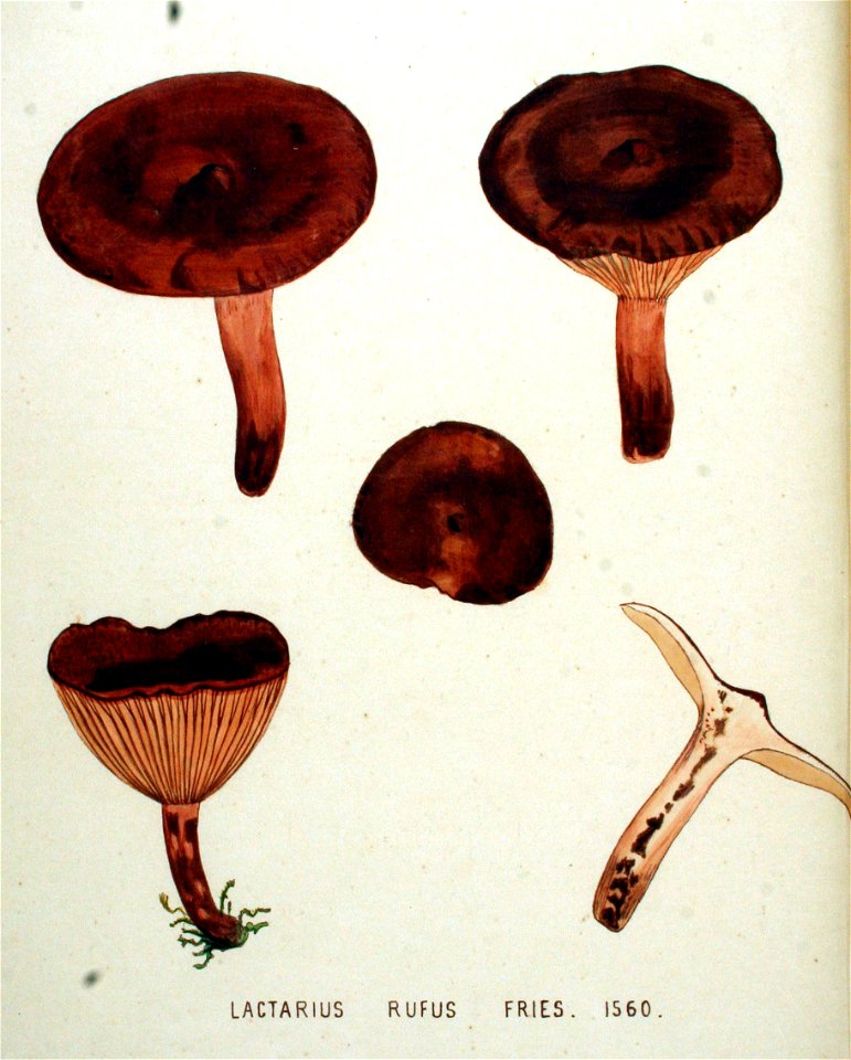 Lactarius rufus — Flora Batava — Volume v20