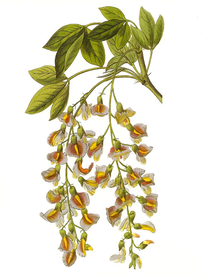 Laburnocytisus Adami RHS
