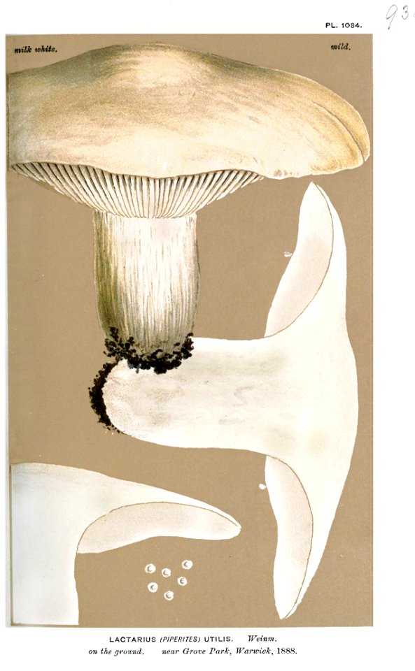 Lactarius utilis-Cooke