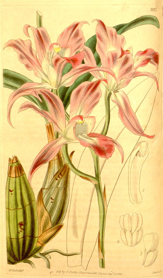 Laelia autumnalis - Curtis' 67 (N.S. 14) pl. 3817 (1841)
