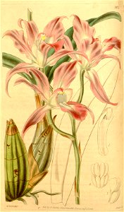 Laelia autumnalis - Curtis' 67 (N.S. 14) pl. 3817 (1841)