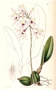 Laelia rubescens - Edwards vol 26 (NS 3) pl 41 (1840)