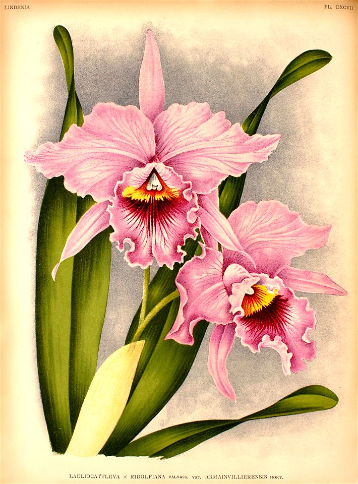 Laeliocattleya Ridolfiana