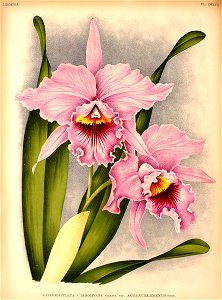 Laeliocattleya Ridolfiana