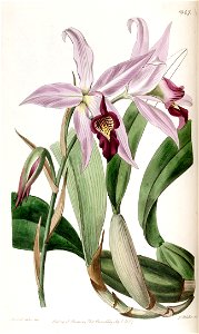 Laelia anceps (as Laelia anceps var. barkeriana) - Edwards vol 23 pl 1947 (1837)