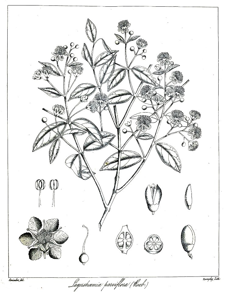 Lagerstroemia parviflora Govindoo
