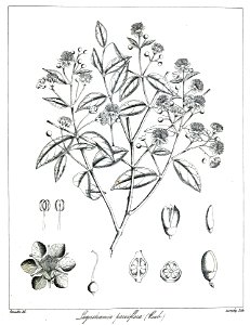 Lagerstroemia parviflora Govindoo