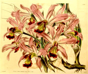 Laelia superbiens - Curtis' 70 (N.S. 17) pl. 4090 (1844)