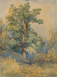 Ladislav Mednyánszky - Sketch of a Tree - K 3389 - Slovak National Gallery