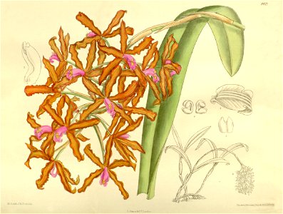 Laelia lueddemanii (as Schomburgkia lueddemanii, spelled Schomburgkia lueddemani) - Curtis' 138 (Ser. 4 no. 8) pl. 8427 (1912)