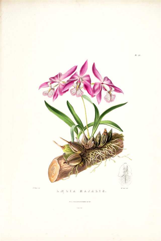 Laelia speciosa (as Laelia majalis) -Bateman Orch. Mex. Guat. pl. 23 (1840)