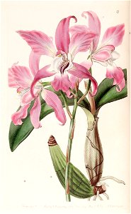 Laelia autumnalis - Edwards vol 25 (NS 2) pl 27 (1839). Free illustration for personal and commercial use.
