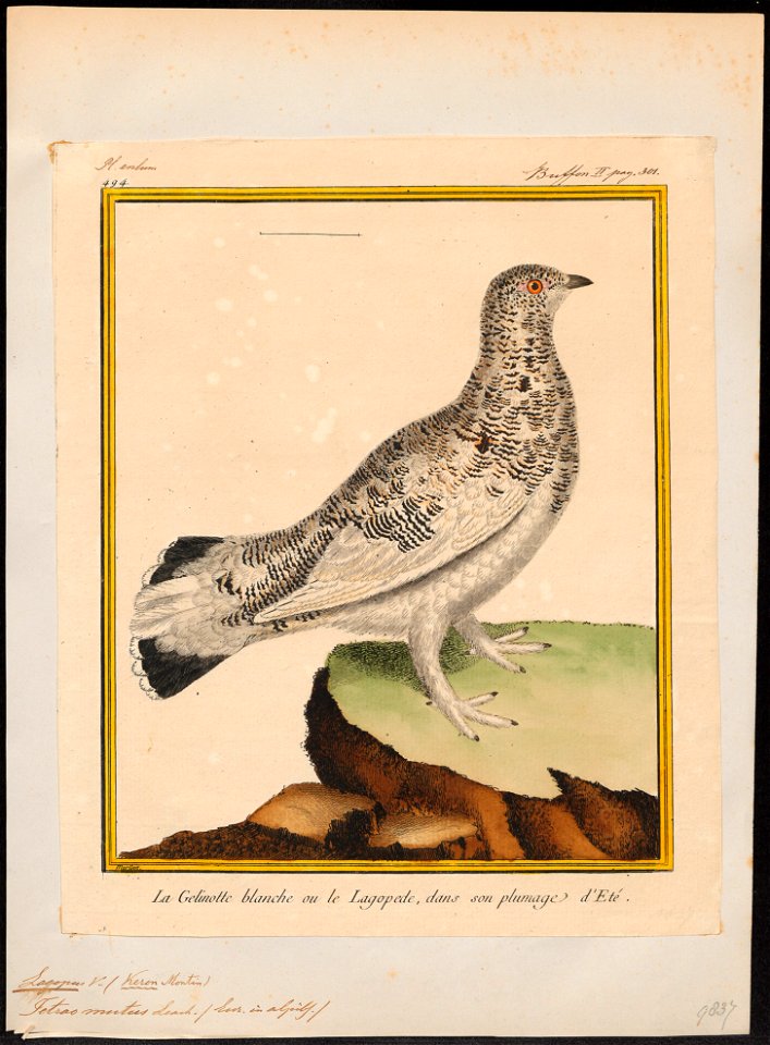 Lagopus mutus - 1700-1880 - Print - Iconographia Zoologica - Special Collections University of Amsterdam - UBA01 IZ17100413