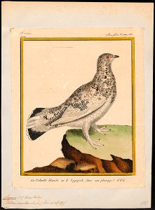 Lagopus mutus - 1700-1880 - Print - Iconographia Zoologica - Special Collections University of Amsterdam - UBA01 IZ17100413