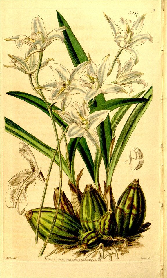 Laelia albida - Curtis' 68 (N.S. 15) pl. 3957 (1842)