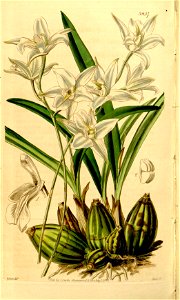 Laelia albida - Curtis' 68 (N.S. 15) pl. 3957 (1842)