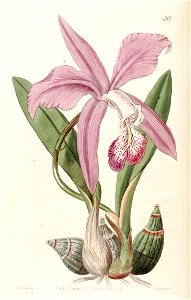Laelia speciosa (as Laelia majalis) - Edwards vol 30 (NS 7) pl 30 (1844)