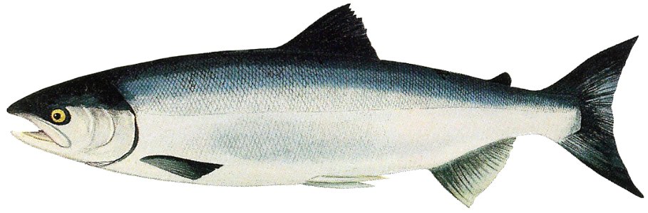 Lake Washington Ship Canal Fish Ladder pamphlet - ocean phase Sockeye. Free illustration for personal and commercial use.