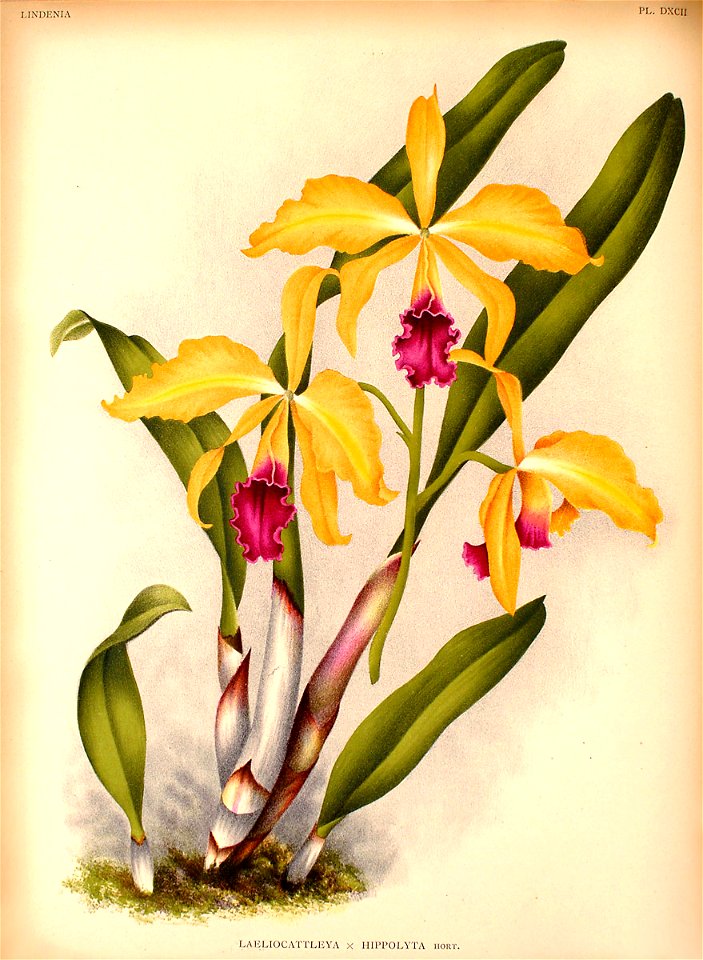 Laeliocattleya Hippolyta