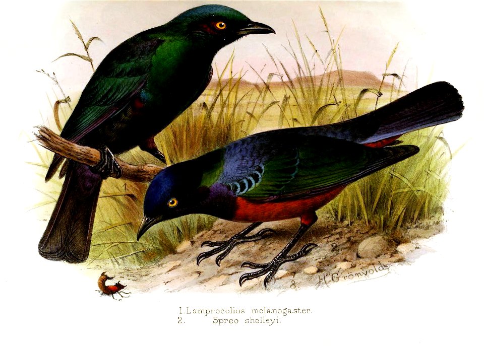 Lamprocolius Spreo Gronvold