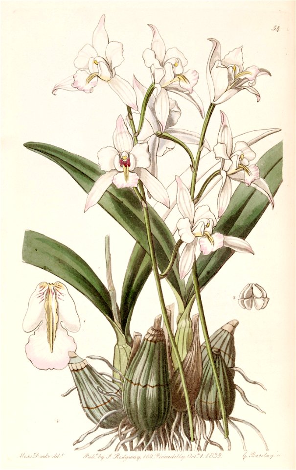 Laelia albida - Edwards vol 25 (NS 2) pl 54 (1839)