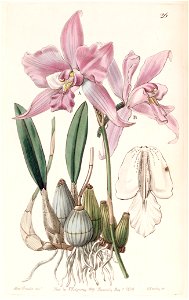 Laelia furfuracea - Edwards vol 25 (NS 2) pl 26 (1839)